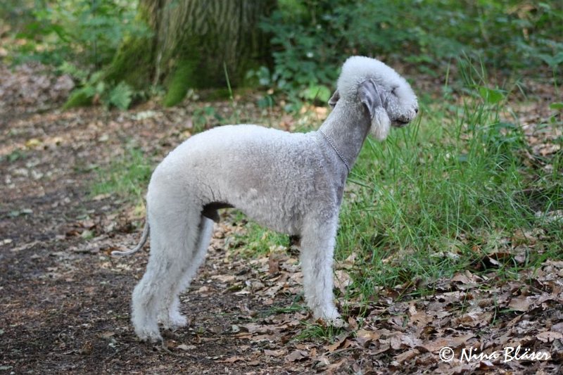 Airis Blue Volshebny Svet 2009-06-08 (2).JPG